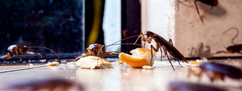 Blattes sur un plan de travail de cuisine