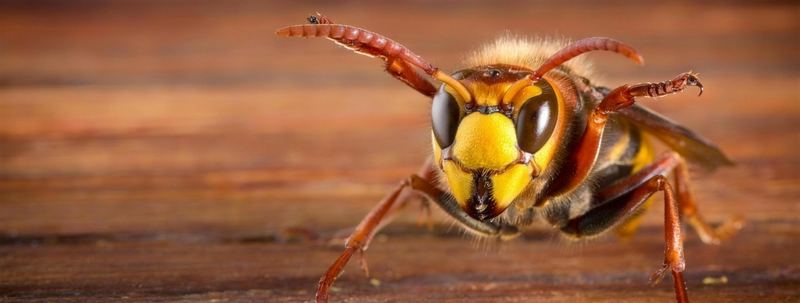Frelon européen sur une planche de bois