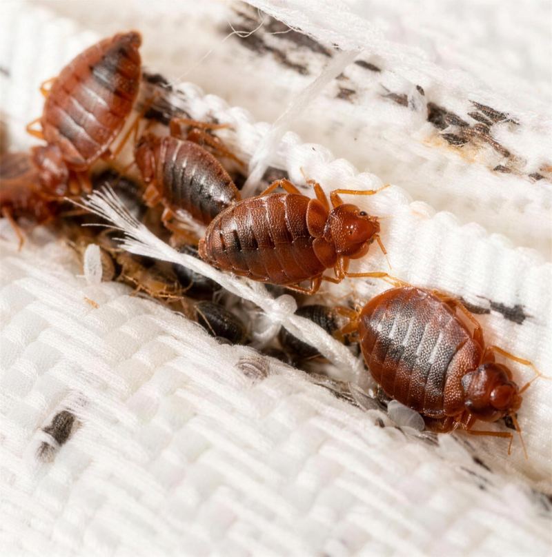 Punaises de lit et leurs traces sur la couture d'un matelas