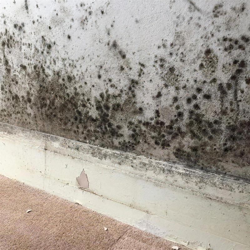 Bas de mur intérieur couvert de moisissures noires dues aux remontées capillaires
